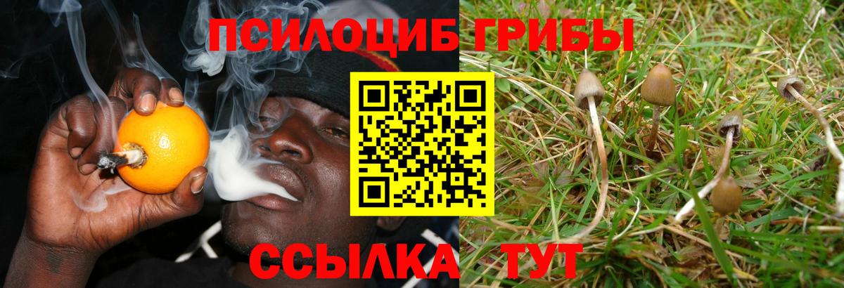 Магадан  Галлюциногенные грибы Psilocybine cubensis  Вход с VPN 